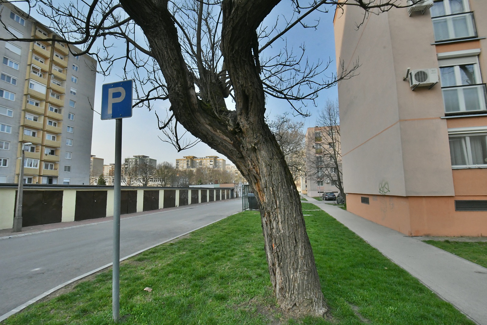 Korhadás miatt balestveszélyessé vált fákat kell kivágni